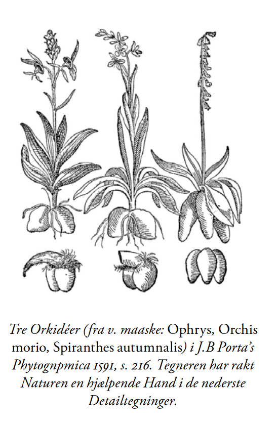 orkide-tegning