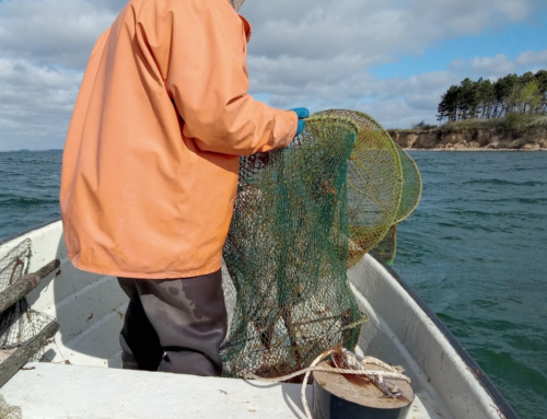 Naturpark Lillebælt søger frivillige der vil fange torsk til forskning