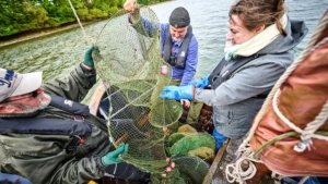 Turister lærer at fiske krabber i Lillebælt sammen med Mads fra Vends Motorik & Naturskole. Foto: Steffen Stamp/Clockwork