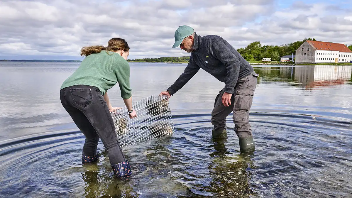 Fiskebørnehave udsætning