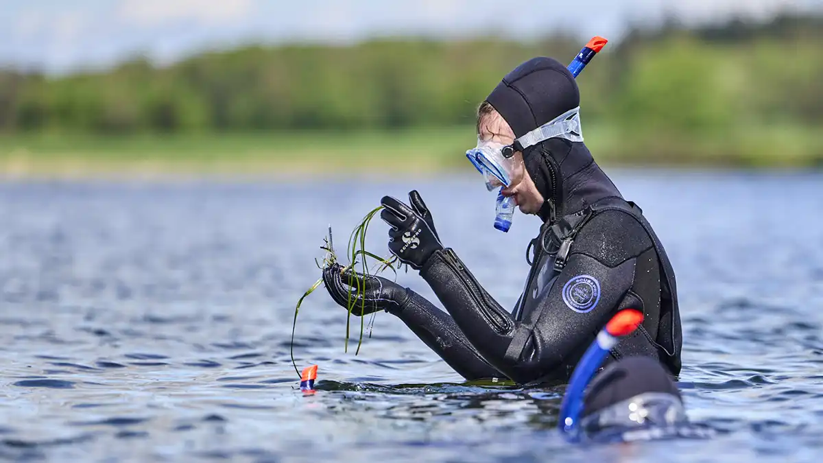 ålegræs snorkling