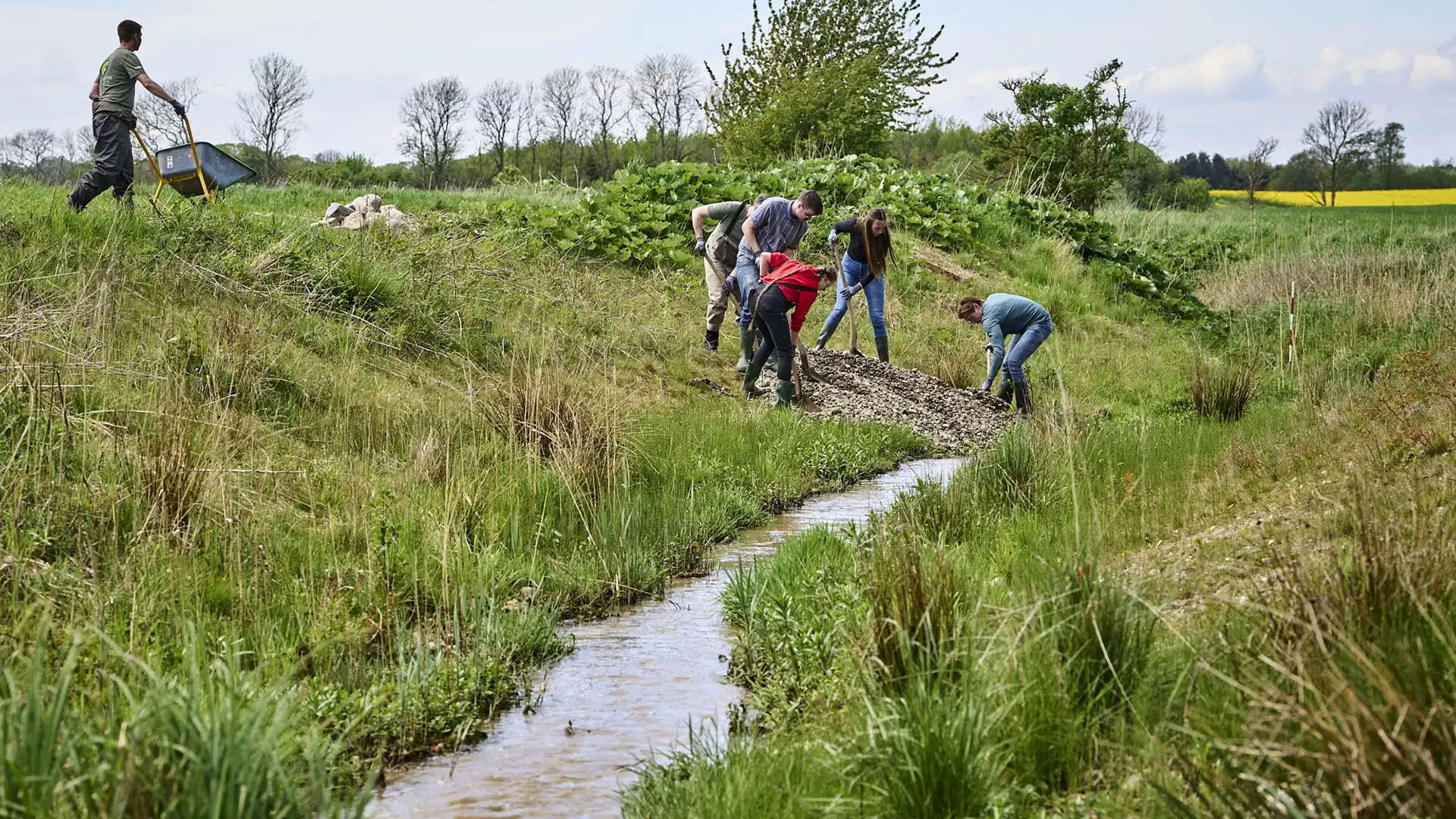 Ålegræs dykkere